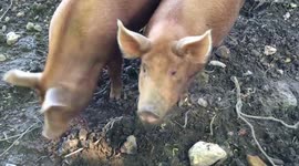 These little piggies are the cutest!