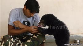 Traumatised bear cub gets confident, turns playful
