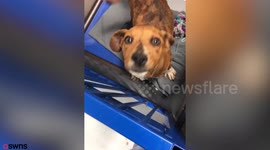 Dog who was shot in the neck and abandoned is seeking forever home