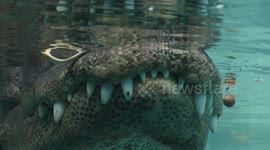 Close encounter with a huge alligator!