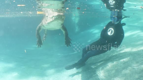 Daredevil Diver Plunges Into Alligator Infested Waters Buy Sell Or 