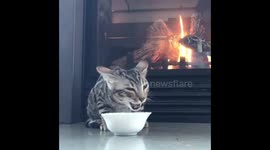 Bengal Kitten Is an Extremely Noisy Eater (Hilarious!)