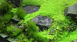 Miniature aquaria in Thailand