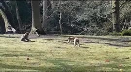 Spring monkey business