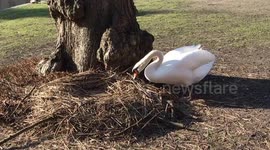 Nesting Swan giving her nest a Spring clean