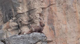 Very young Alpine Ibex and mother relaxing on cliff