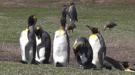 King Penguins - moulting and preening, Falkland Islands