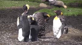 King Penguins moulting, preening, sleeping