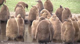 King Penguin 'Oakum Boys' standing in pond