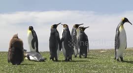 King Penguin adults and juvenile