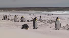 King Penguins on a windblown beach, Falkland Islands