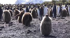King Penguin rookery South Georgia -  juveniles preening