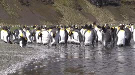 King Penguins moulting, preening in a stream on South Georgia