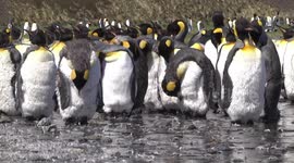 King penguins moulting, standing in stream - closer view