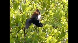 White Winged Widow Bird caught in a Golden Orb Spiders Web