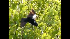 Newsflare Edit - White Winged Widow Bird caught in a Golden Orb Spiders Web