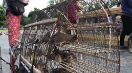 Locals release birds for good luck at Cambodian temple