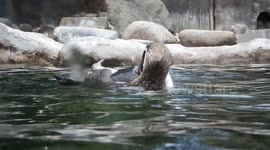 Penguins below and above water