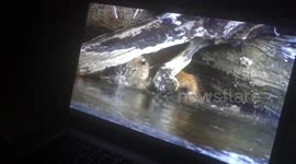 Ella the Bengal Cat studies how to hunt by watching Planet Earth