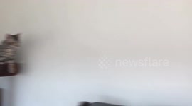 Bengal Cat Meets Bengal Kitten: Attempt 3