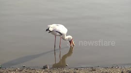 Yellow-billed Stork fishing with its beak open