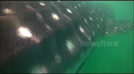 A WHALE SHARK JUST PASSING BY