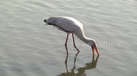 Yellow-billed Stork fishing with its beak open - side view