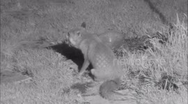 Lame fox collecting food for her young.