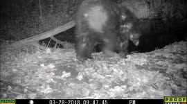 bear first of year 28Mar2018