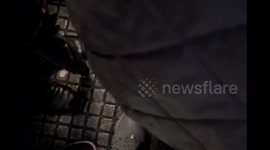 Tree Branch Bring Train To Standstill