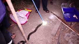 Female king cobra caught sitting on 40 eggs in garden of family home