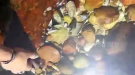 Super Cute Baby Cuttlefish in a Tidal Pool