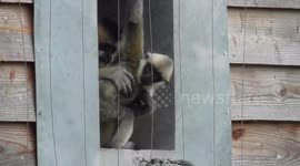 First Steps Outside For Baby Gibbon