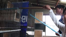 Massive python eats parrot and kills another in dinner worth £2,000