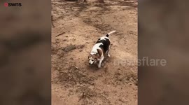 Morbidly obese dog three times the size of a normal beagle ditched deli meat and sheds 25lbs