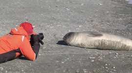 Young Elephant Seal posing for photographer, Fortuna Bay, South Georgia