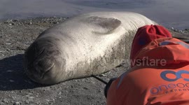 Young Elephant Seal yawning at photographer - closer view - Fortuna Bay, South Georgia