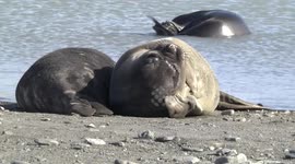 Young Elephant Seal scratching at pond edge - closer view - Fortuna Bay, South Georgia