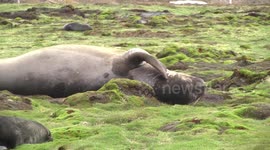 Young male Elephant Seal lying, scratching and yawning, Stromness, South Georgia