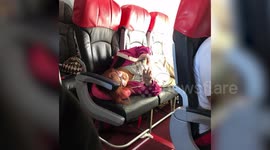 Woman angers plane passengers by laying across premium seats on AirAsia flight