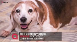 Morbidly obese dog ditches deli meat and sheds 25lbs