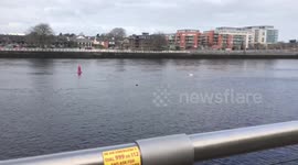 Limerick, Shannon river , swans