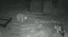 Erythristic badger, cat and hedgehog.