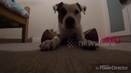 Funny dog on the floor