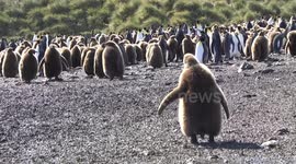 King Penguin rookery on Salisbury Plain, South Georgia - backlit