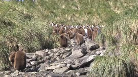 King Penguin chicks on rocky path to rookery Salisbury Plain, South Georgia