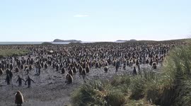 Huge King Penguin rookery on Salisbury Plain - zoom
