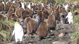 Part of a large King Penguin rookery amongst Tussac grass - Salisbury Plain, South Georgia