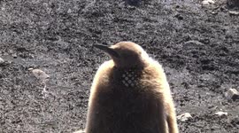 King Penguin chick - head detail - Salisbury Plain, South Georgia