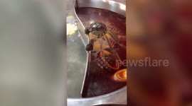Crab clings to side of hot pot to avoid being cooked